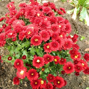 Preview wallpaper chrysanthemum, flowers, red, garden, land