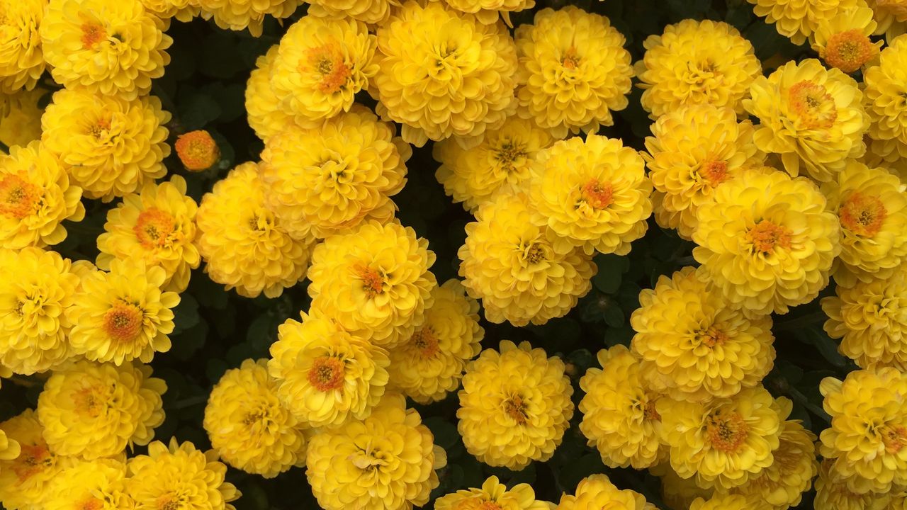 Wallpaper chrysanthemum, flowers, yellow