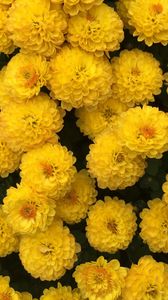 Preview wallpaper chrysanthemum, flowers, yellow