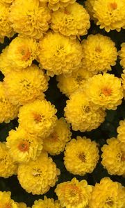 Preview wallpaper chrysanthemum, flowers, yellow