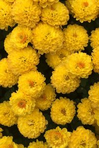 Preview wallpaper chrysanthemum, flowers, yellow