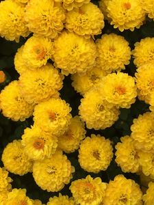 Preview wallpaper chrysanthemum, flowers, yellow