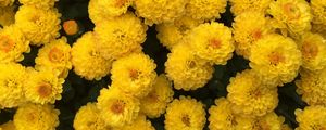 Preview wallpaper chrysanthemum, flowers, yellow