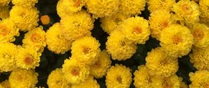 Preview wallpaper chrysanthemum, flowers, yellow