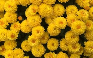 Preview wallpaper chrysanthemum, flowers, yellow