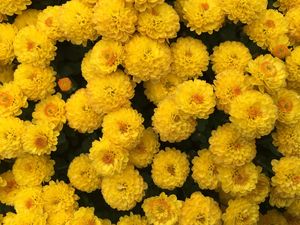 Preview wallpaper chrysanthemum, flowers, yellow