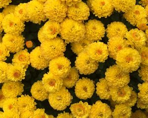 Preview wallpaper chrysanthemum, flowers, yellow