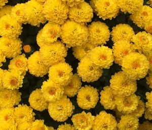 Preview wallpaper chrysanthemum, flowers, yellow