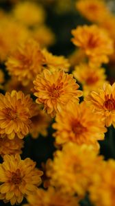 Preview wallpaper chrysanthemum, flowers, yellow, bouquet