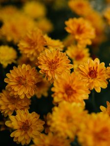 Preview wallpaper chrysanthemum, flowers, yellow, bouquet