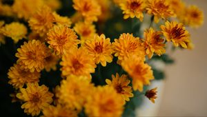 Preview wallpaper chrysanthemum, flowers, yellow, bouquet