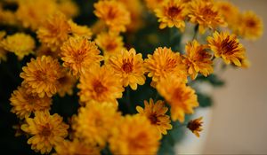 Preview wallpaper chrysanthemum, flowers, yellow, bouquet