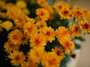 Preview wallpaper chrysanthemum, flowers, yellow, bouquet