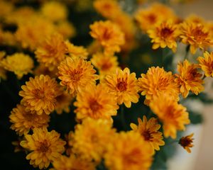 Preview wallpaper chrysanthemum, flowers, yellow, bouquet