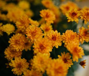 Preview wallpaper chrysanthemum, flowers, yellow, bouquet