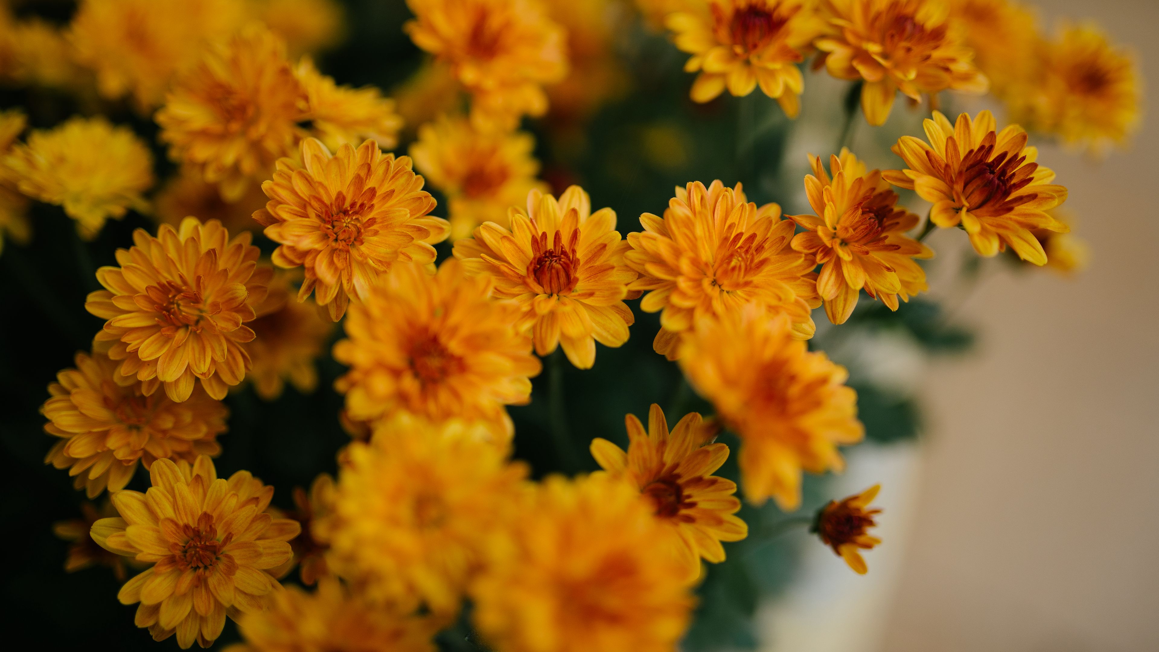 Download wallpaper 3840x2160 chrysanthemum, flowers, yellow, bouquet 4k