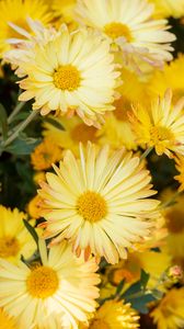 Preview wallpaper chrysanthemum, flowers, yellow, plant, bloom