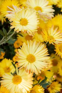 Preview wallpaper chrysanthemum, flowers, yellow, plant, bloom