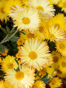 Preview wallpaper chrysanthemum, flowers, yellow, plant, bloom