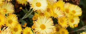 Preview wallpaper chrysanthemum, flowers, yellow, plant, bloom