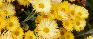 Preview wallpaper chrysanthemum, flowers, yellow, plant, bloom