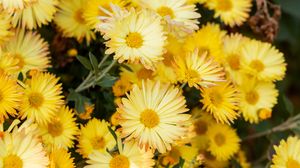 Preview wallpaper chrysanthemum, flowers, yellow, plant, bloom