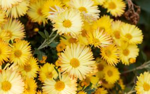 Preview wallpaper chrysanthemum, flowers, yellow, plant, bloom