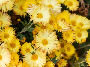 Preview wallpaper chrysanthemum, flowers, yellow, plant, bloom