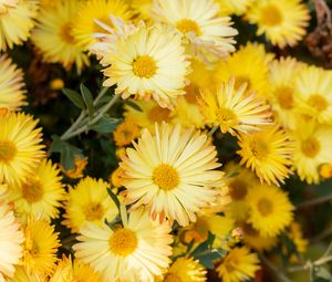 Preview wallpaper chrysanthemum, flowers, yellow, plant, bloom