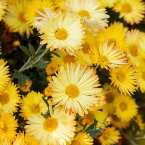 Preview wallpaper chrysanthemum, flowers, yellow, plant, bloom