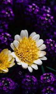 Preview wallpaper chrysanthemum, flowers, yellow, petals