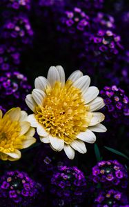 Preview wallpaper chrysanthemum, flowers, yellow, petals