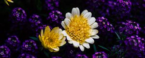 Preview wallpaper chrysanthemum, flowers, yellow, petals