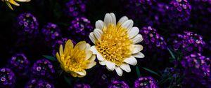 Preview wallpaper chrysanthemum, flowers, yellow, petals