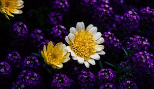 Preview wallpaper chrysanthemum, flowers, yellow, petals