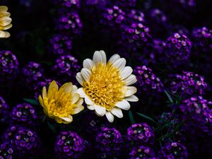 Preview wallpaper chrysanthemum, flowers, yellow, petals