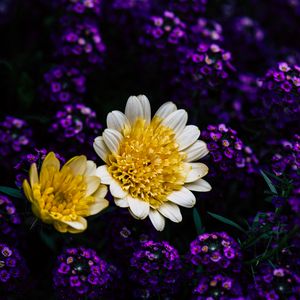 Preview wallpaper chrysanthemum, flowers, yellow, petals