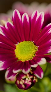 Preview wallpaper chrysanthemum, macro, flower, petals, pollen