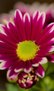 Preview wallpaper chrysanthemum, macro, flower, petals, pollen