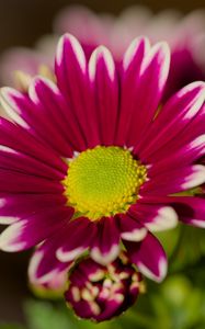 Preview wallpaper chrysanthemum, macro, flower, petals, pollen