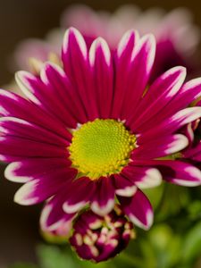 Preview wallpaper chrysanthemum, macro, flower, petals, pollen
