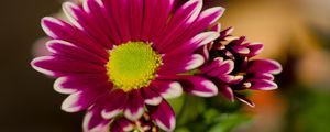 Preview wallpaper chrysanthemum, macro, flower, petals, pollen