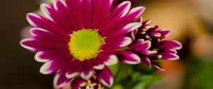 Preview wallpaper chrysanthemum, macro, flower, petals, pollen