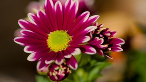 Preview wallpaper chrysanthemum, macro, flower, petals, pollen