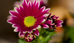 Preview wallpaper chrysanthemum, macro, flower, petals, pollen