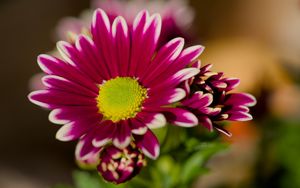 Preview wallpaper chrysanthemum, macro, flower, petals, pollen