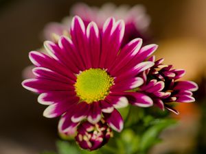 Preview wallpaper chrysanthemum, macro, flower, petals, pollen