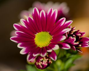 Preview wallpaper chrysanthemum, macro, flower, petals, pollen