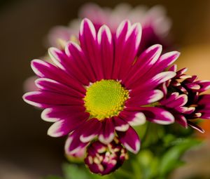 Preview wallpaper chrysanthemum, macro, flower, petals, pollen