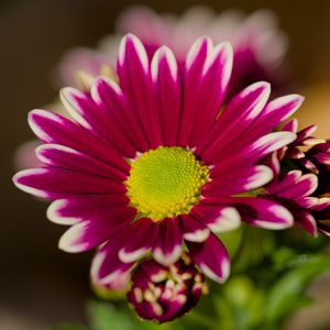 Preview wallpaper chrysanthemum, macro, flower, petals, pollen